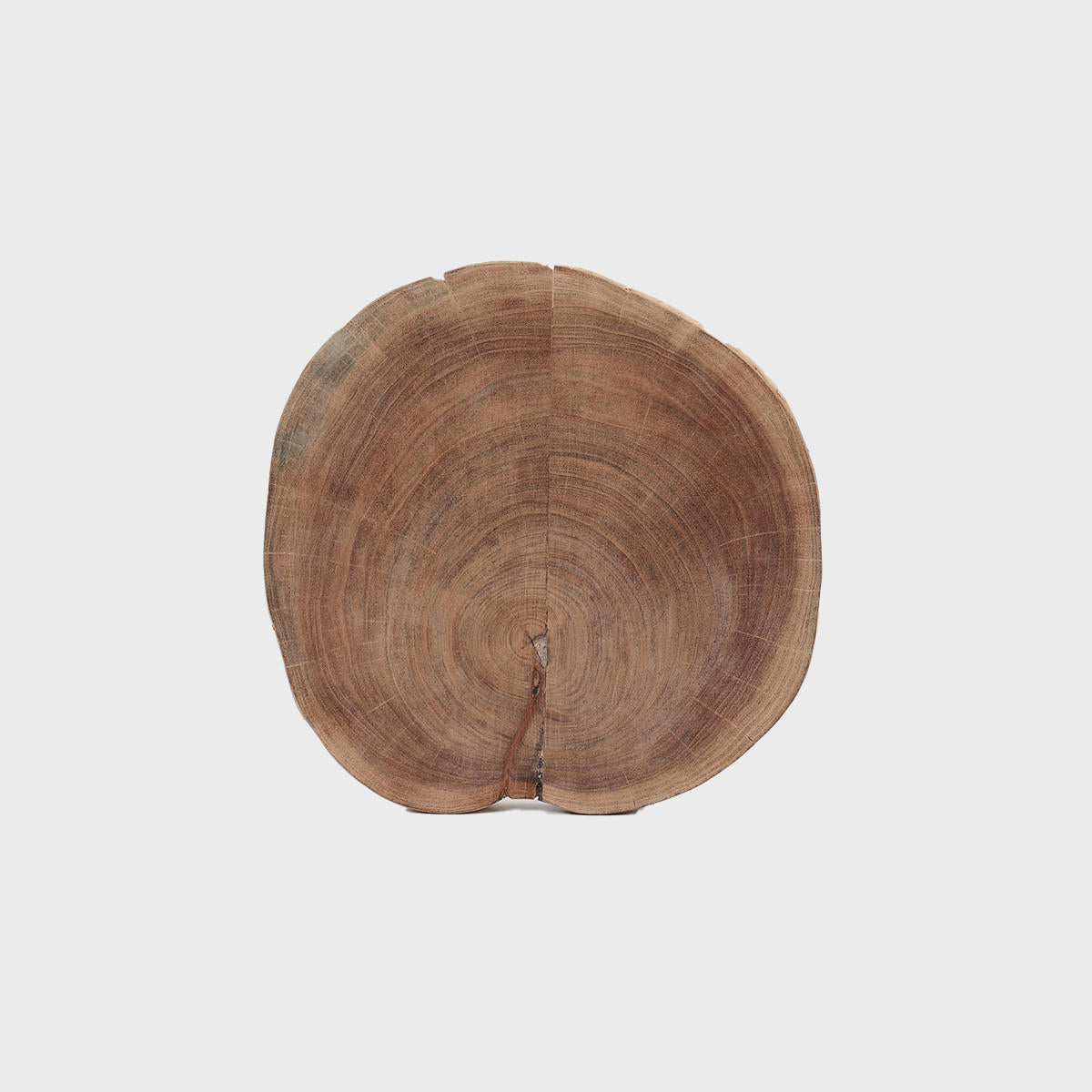 Acacia tree ring display board.